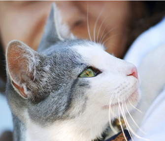 猫咪眩晕症